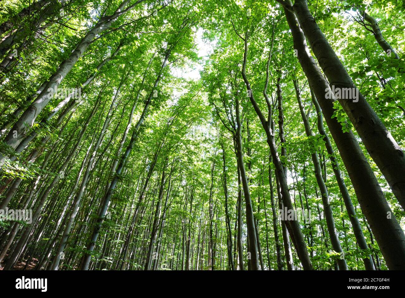 Hohe Bäume im Buchenwald im Nationalpark Jasmund, Rügen, Deutschland, Teil des UNESCO-Weltkulturerbes `Alte und uralte Buchenwälder`. Stockfoto